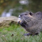 Beavers Revitalize Farms with Natural Techniques