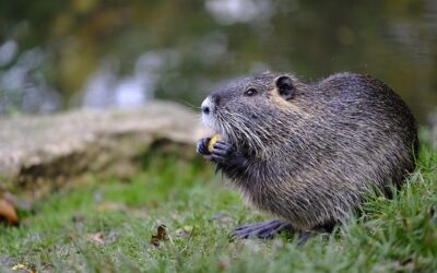 Beavers Revitalize Farms with Natural Techniques