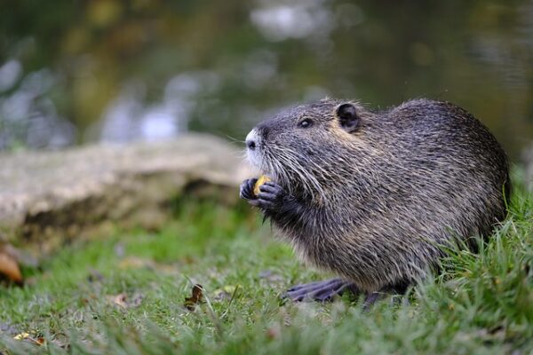 Beavers Revitalize Farms with Natural Techniques