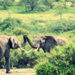 Inside Africa’s Food Forest Mega-Project: A Green Revolution in the Making